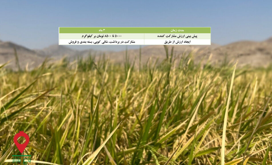 باغ بازار مشارکتی برنج شمیم فارس
