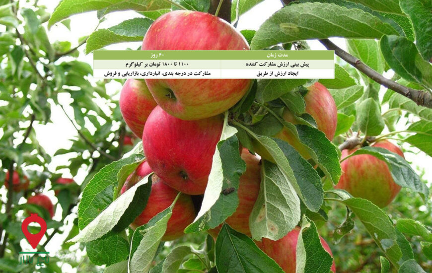 باغ بازار مشارکتی سیب فوجی دماوند