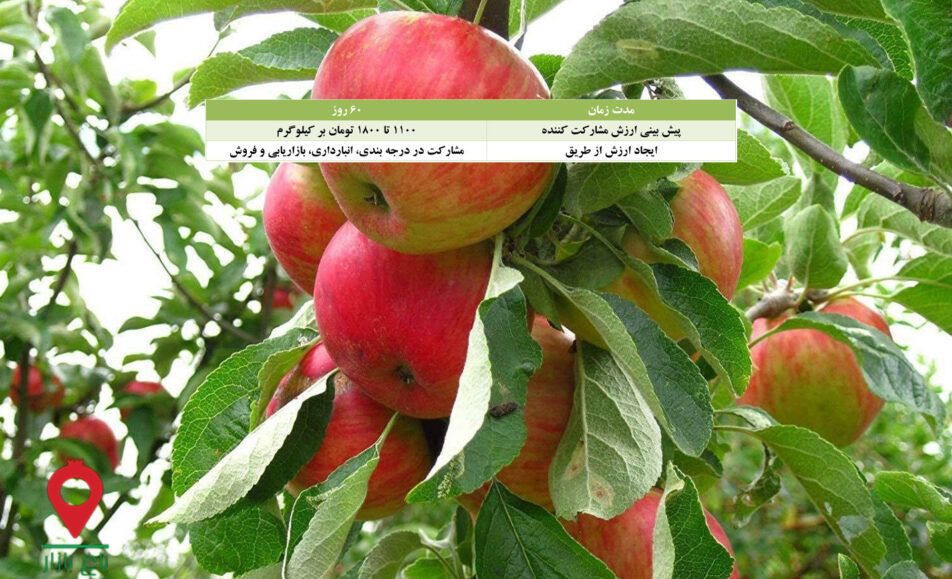 باغ بازار مشارکتی سیب فوجی دماوند