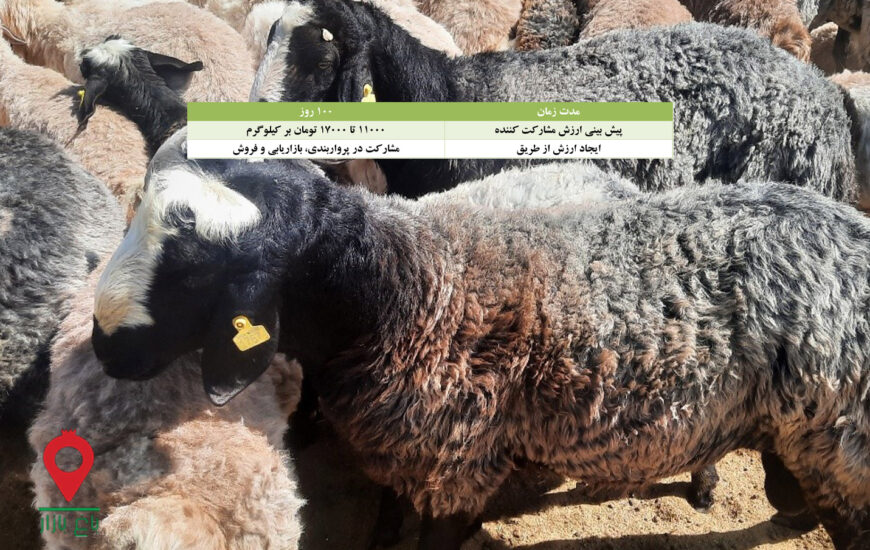 باغ بازار مشارکتی بره گوشتی شال