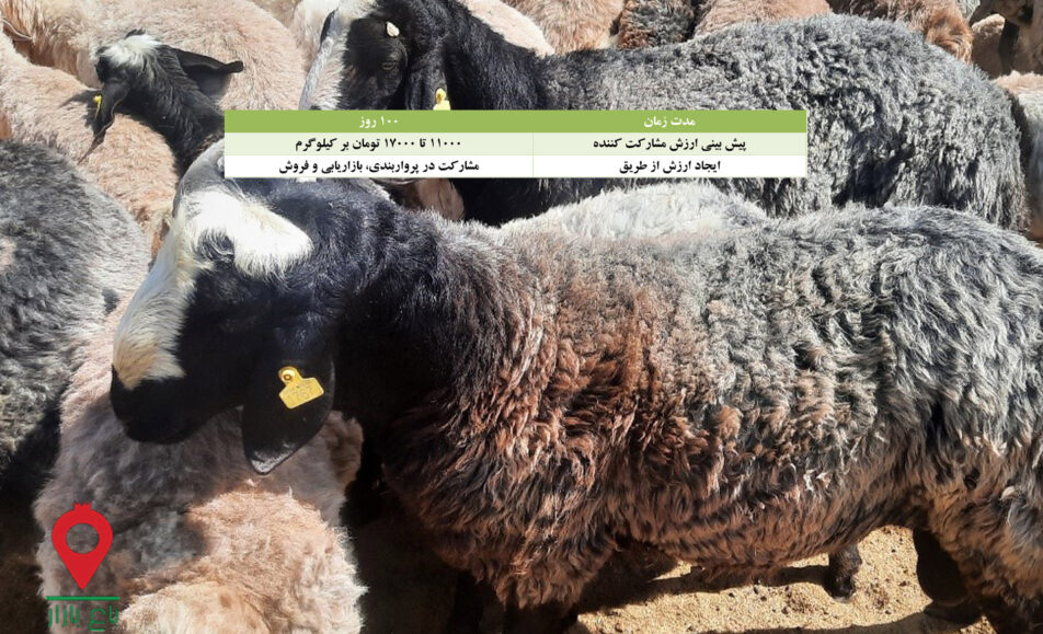 باغ بازار مشارکتی بره گوشتی شال