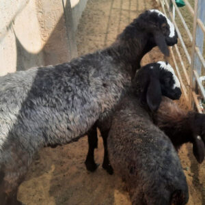 باغ بازار مشارکتی بره گوشتی شال