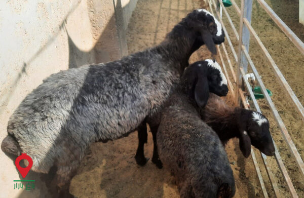 باغ بازار مشارکتی بره گوشتی شال باغ بازار مشارکتی بره گوشتی شال