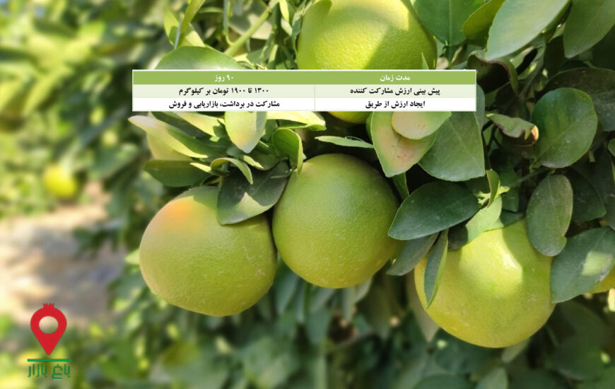 گریپ فروت تو سرخ جیرفت- مشارکتی