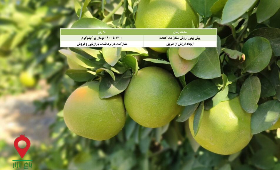 گریپ فروت تو سرخ جیرفت- مشارکتی