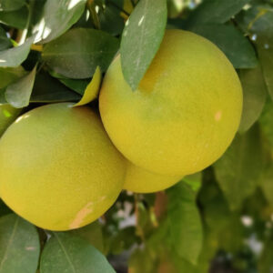 گریپ فروت تو سرخ جیرفت- مشارکتی