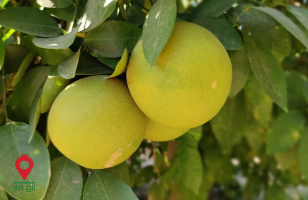 گریپ فروت تو سرخ جیرفت- مشارکتی گریپ فروت تو سرخ جیرفت- مشارکتی