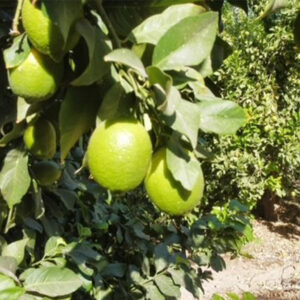 لیموسنگی جیرفت- مشارکتی