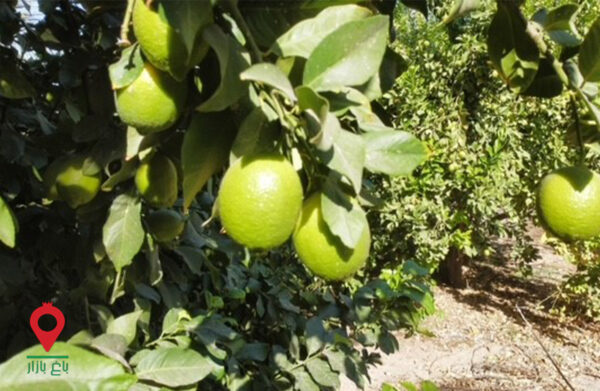 لیموسنگی جیرفت- مشارکتی لیموسنگی جیرفت- مشارکتی