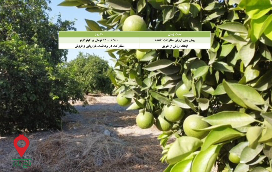 پرتقال رسمی جیرفت- مشارکتی