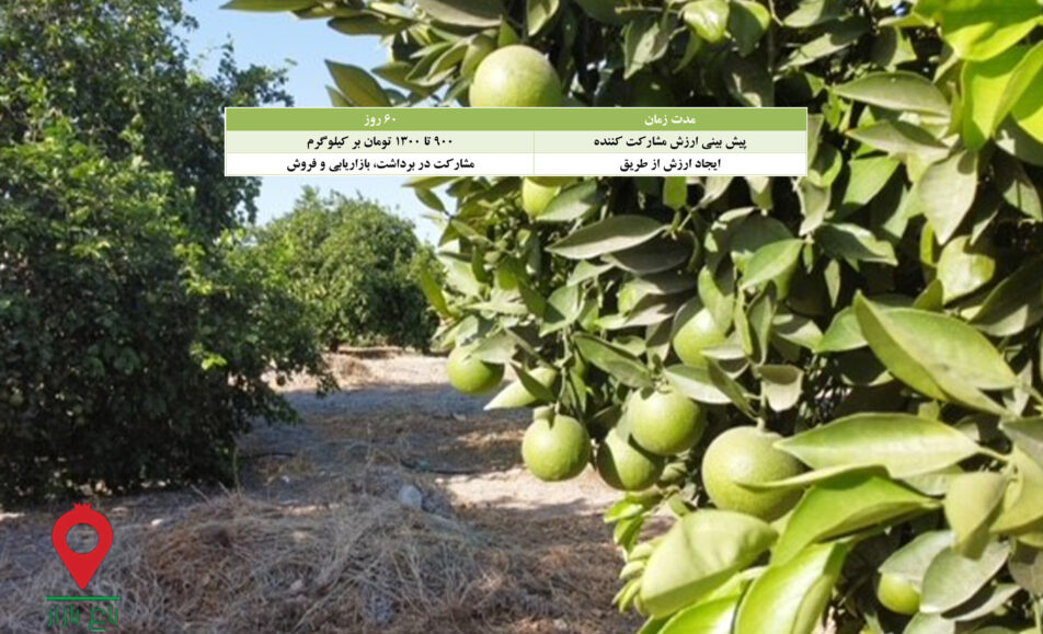 پرتقال رسمی جیرفت- مشارکتی