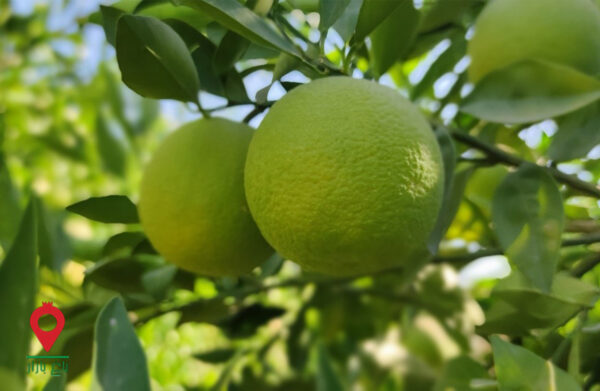 پرتقال رسمی جیرفت- مشارکتی پرتقال رسمی جیرفت- مشارکتی