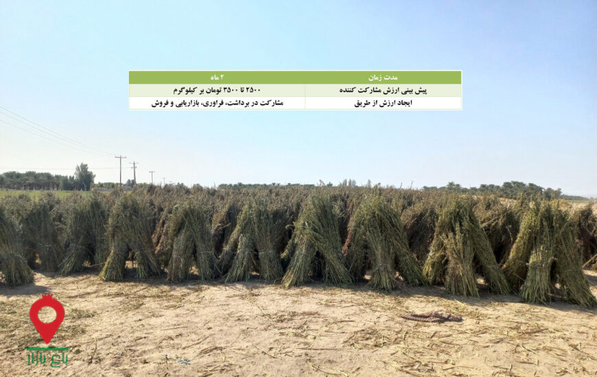 کنجد جنوب کرمان- مشارکتی