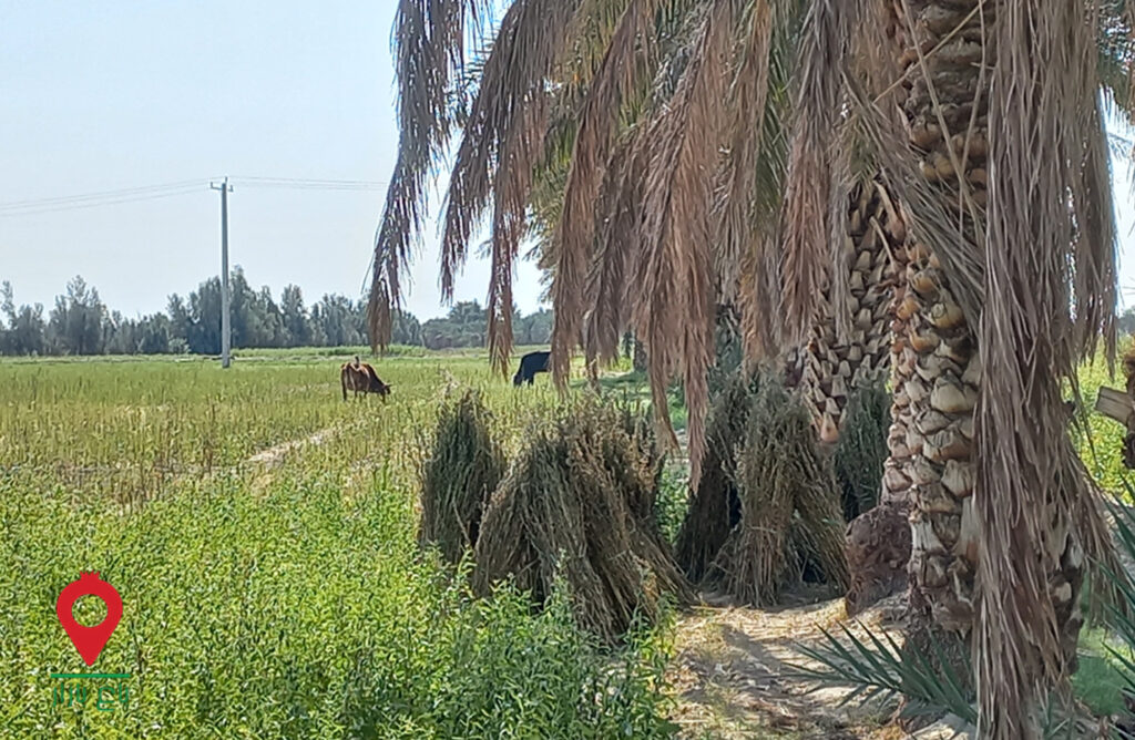 کنجد جنوب کرمان- مشارکتی