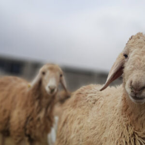 پروار بندی بره مغانی-مشارکتی