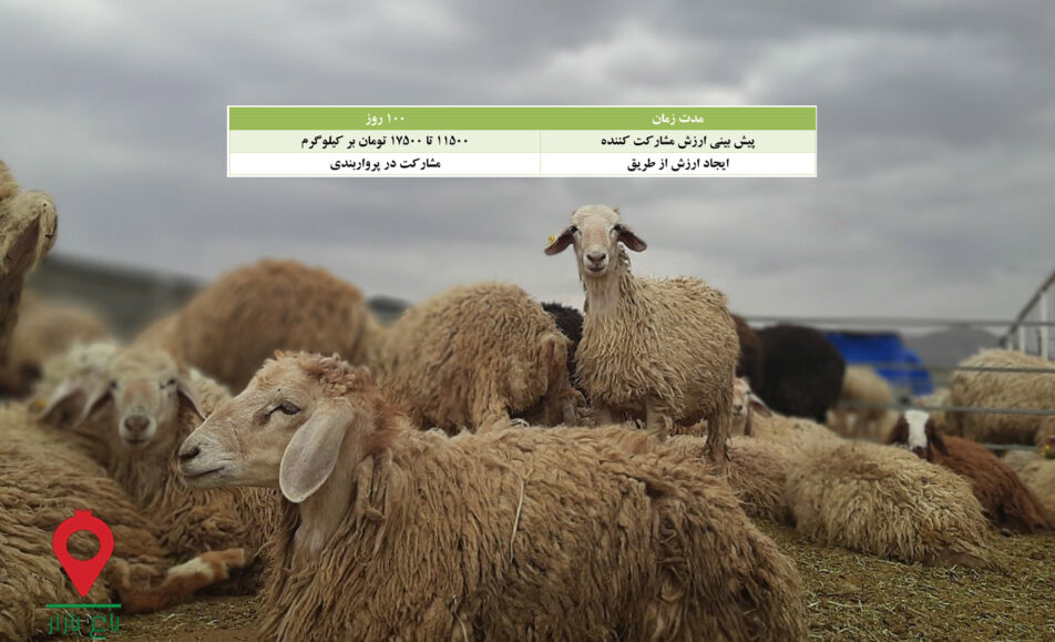 پروار بندی بره مغانی-مشارکتی