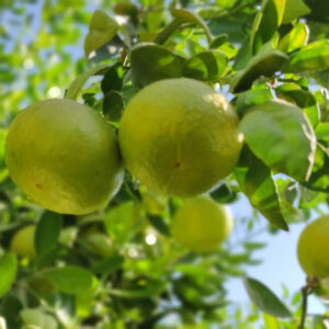 نارنگی خارجی جیرفت- مشارکتی