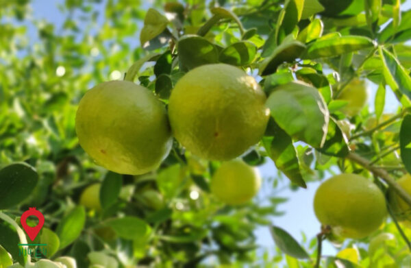 نارنگی خارجی جیرفت- مشارکتی نارنگی خارجی جیرفت- مشارکتی