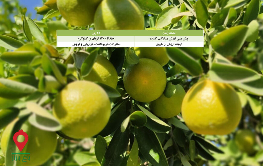 نارنگی خارجی جیرفت- مشارکتی