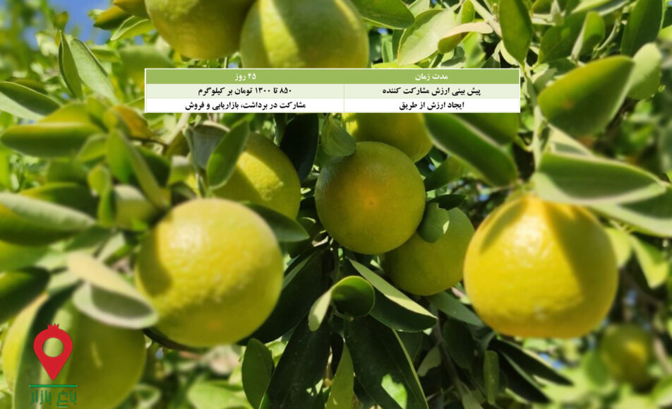 نارنگی خارجی جیرفت- مشارکتی