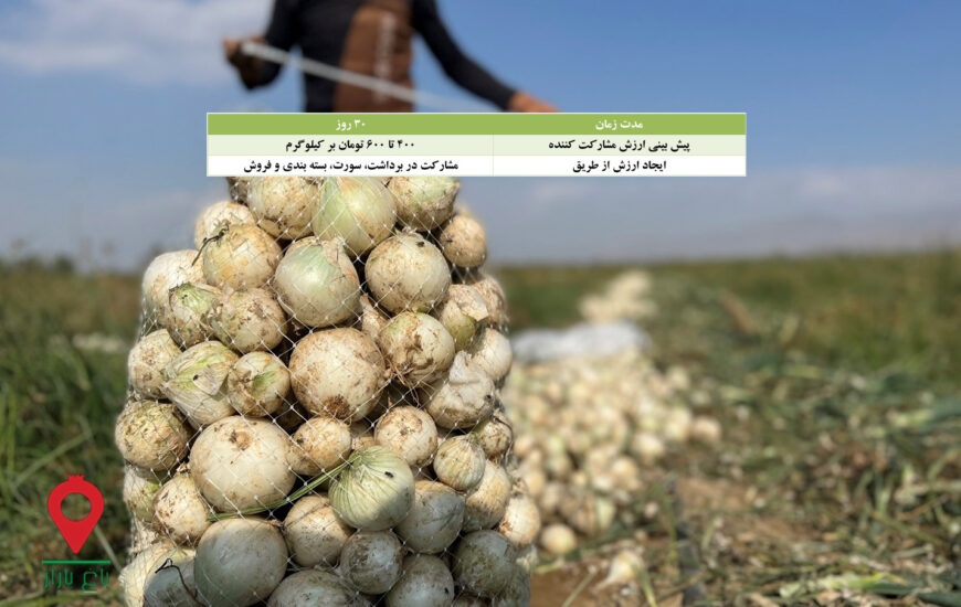 پیاز جیرفت مشارکتی