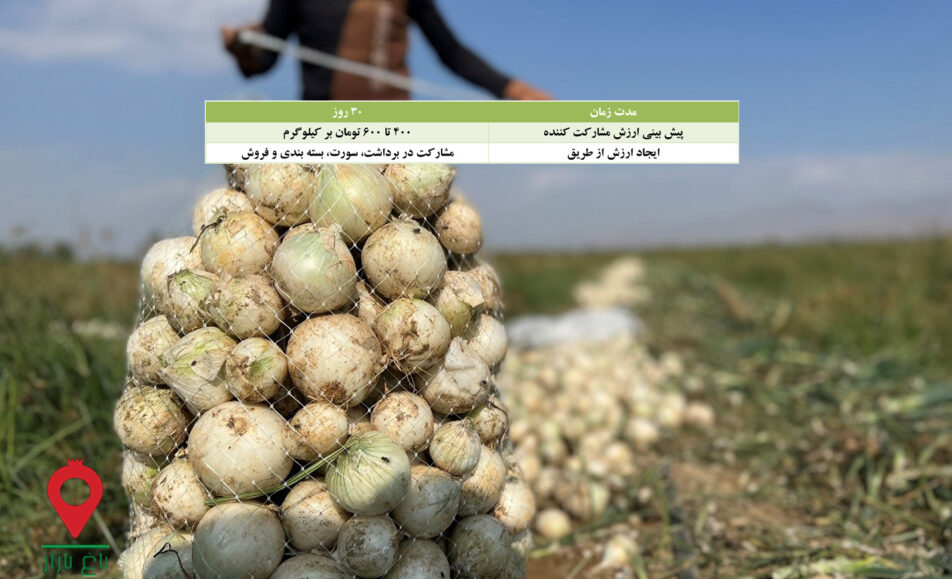 پیاز جیرفت مشارکتی