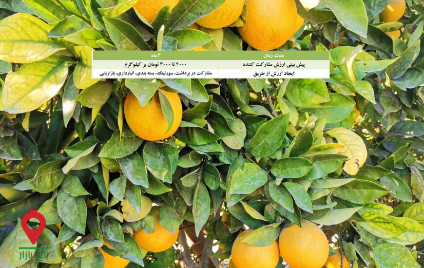 پرتقال والنسیا جیرفت- مشارکتی