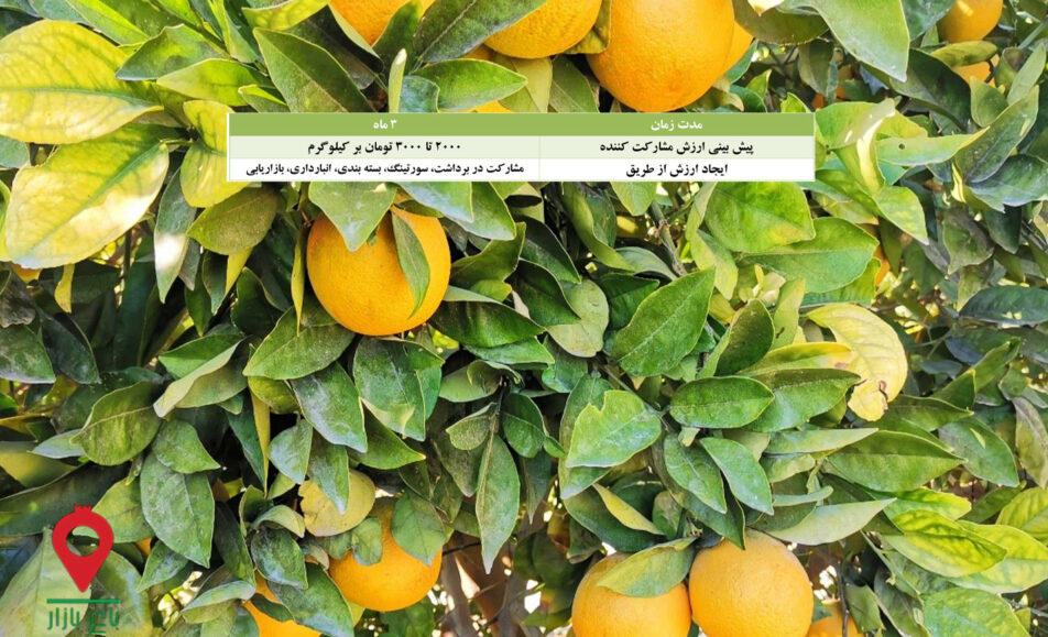 پرتقال والنسیا جیرفت- مشارکتی