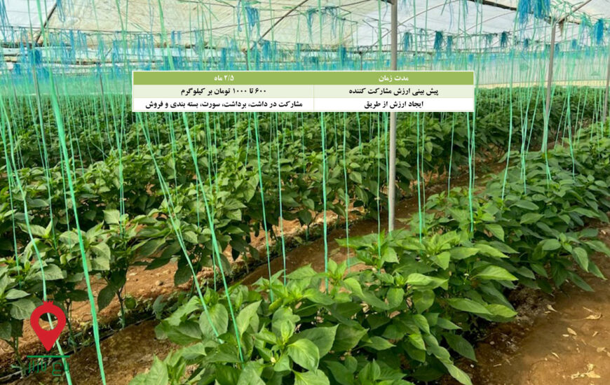 فلفل دلمه ای جیرفت- مشارکتی