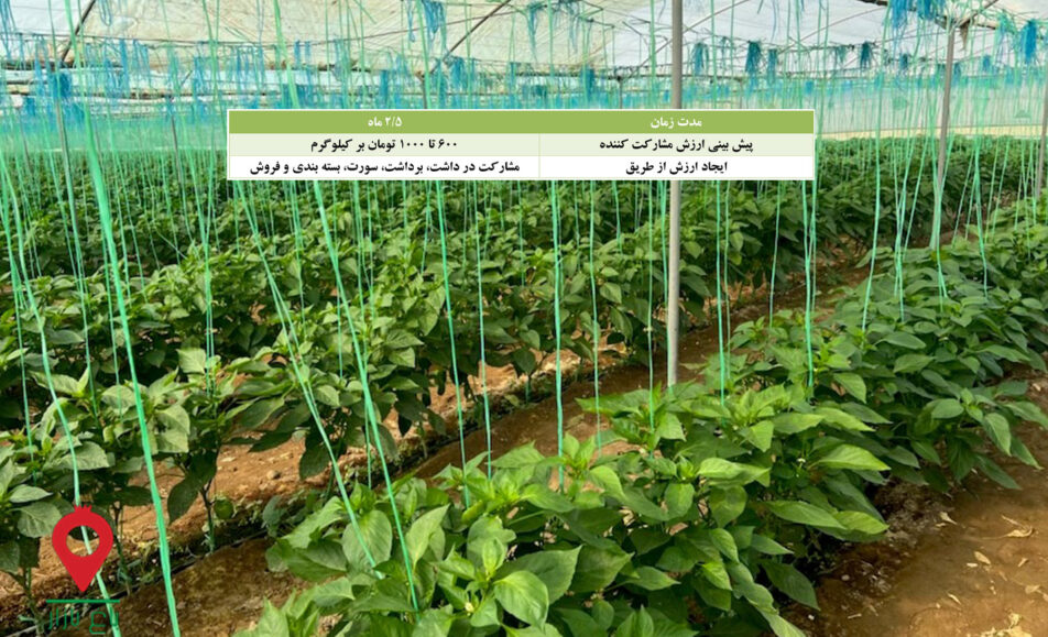 فلفل دلمه ای جیرفت- مشارکتی