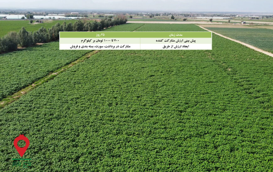 سیب زمینی جیرفت- مشارکتی