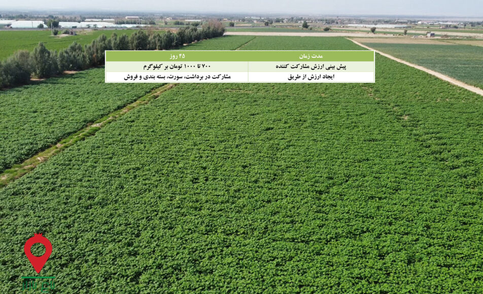 سیب زمینی جیرفت- مشارکتی