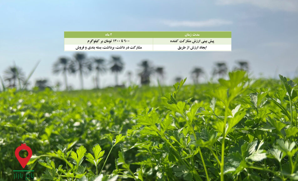 سبزی جیرفت - مشارکتی