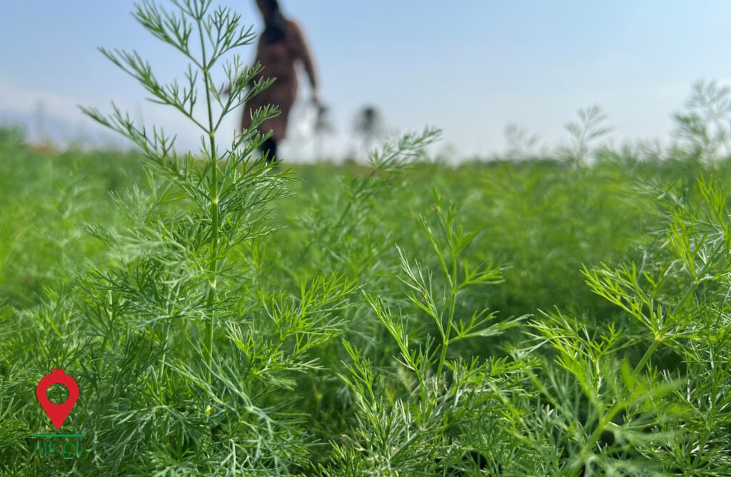 سبزی جیرفت - مشارکتی