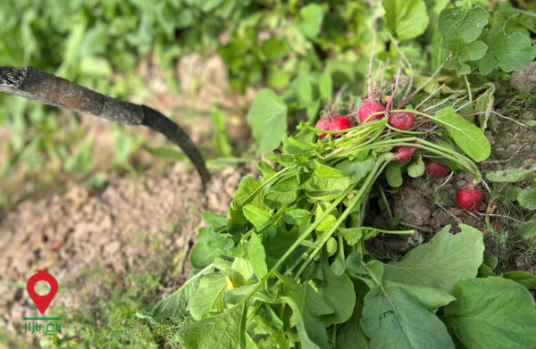 سبزی جیرفت - مشارکتی