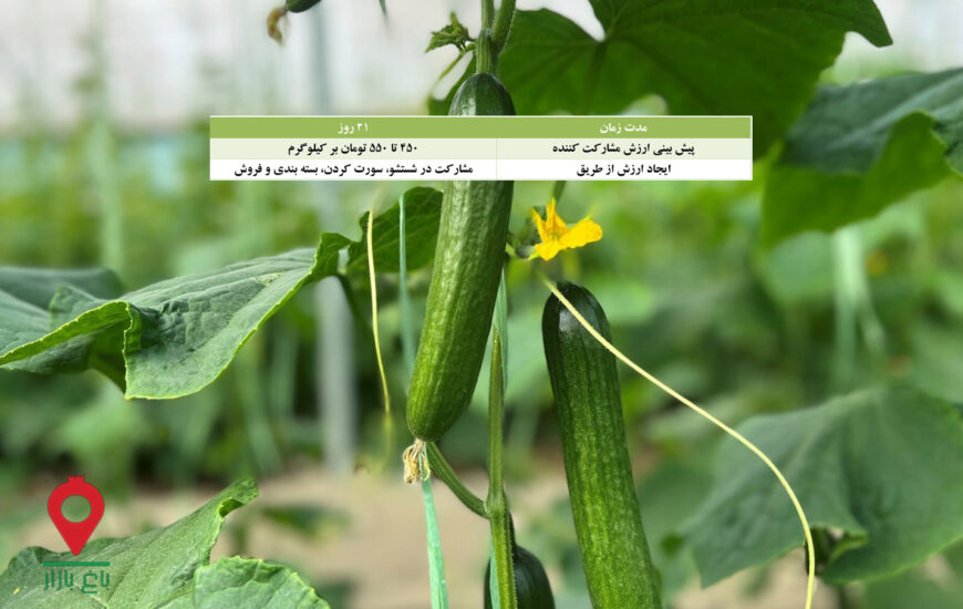 باغ بازار مشارکتی خیار گلخانه جیرفت