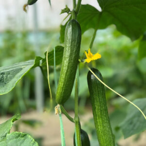 باغ بازار مشارکتی خیار گلخانه جیرفت