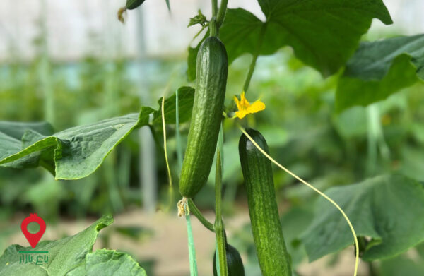 باغ بازار مشارکتی خیار گلخانه جیرفت باغ بازار مشارکتی خیار گلخانه جیرفت