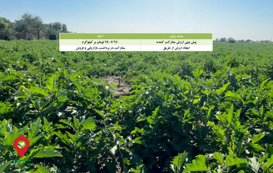 باغ بازار مشارکتی بادمجان میناب