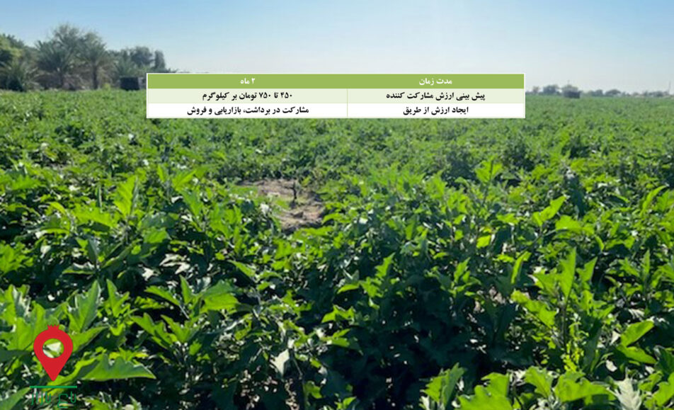 باغ بازار مشارکتی بادمجان میناب