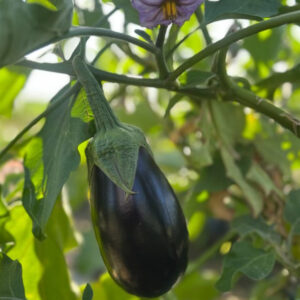 باغ بازار مشارکتی بادمجان میناب