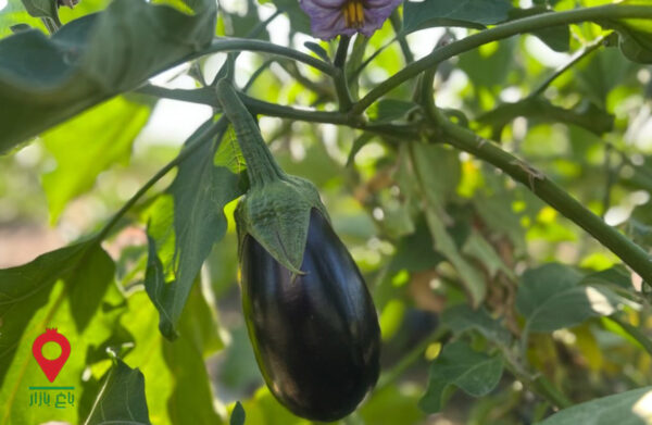 باغ بازار مشارکتی بادمجان میناب باغ بازار مشارکتی بادمجان میناب