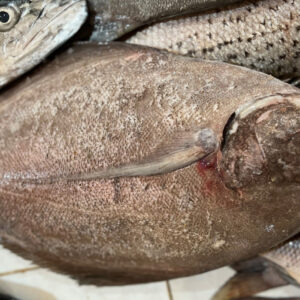 باغ بازار ماهی حلوا سیاه چابهار