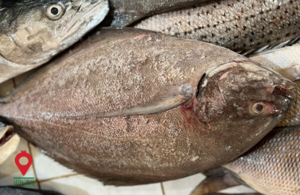 باغ بازار ماهی حلوا سیاه چابهار باغ بازار ماهی حلوا سیاه چابهار