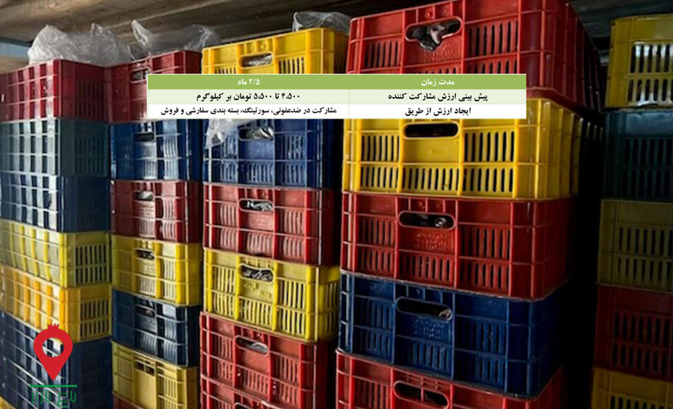 خرما کلوته سبدی جیرفت- مشارکتی