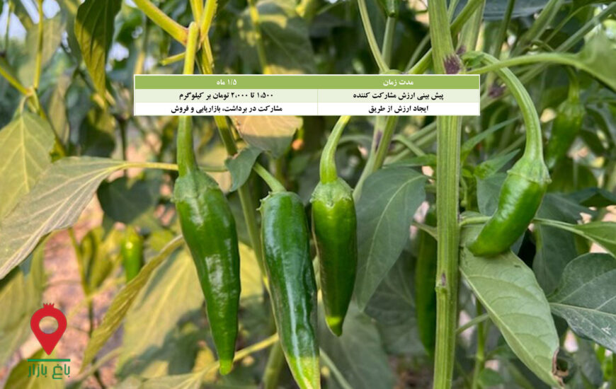 باغ بازار مشارکتی فلفل قلمی