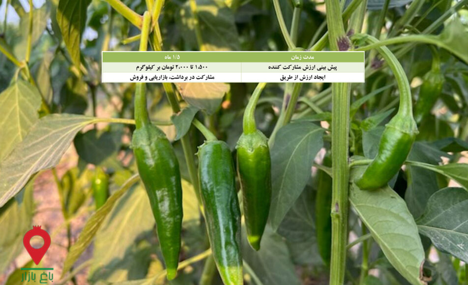باغ بازار مشارکتی فلفل قلمی