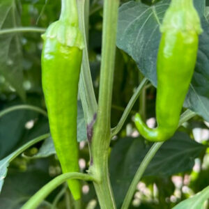 باغ بازار مشارکتی فلفل قلمی