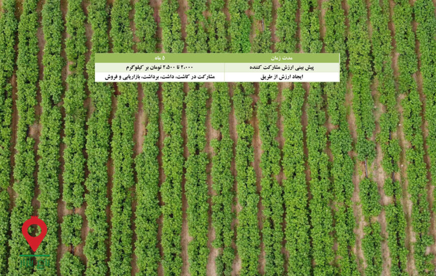 باغ بازار مشارکتی سیب زمینی جیرفت