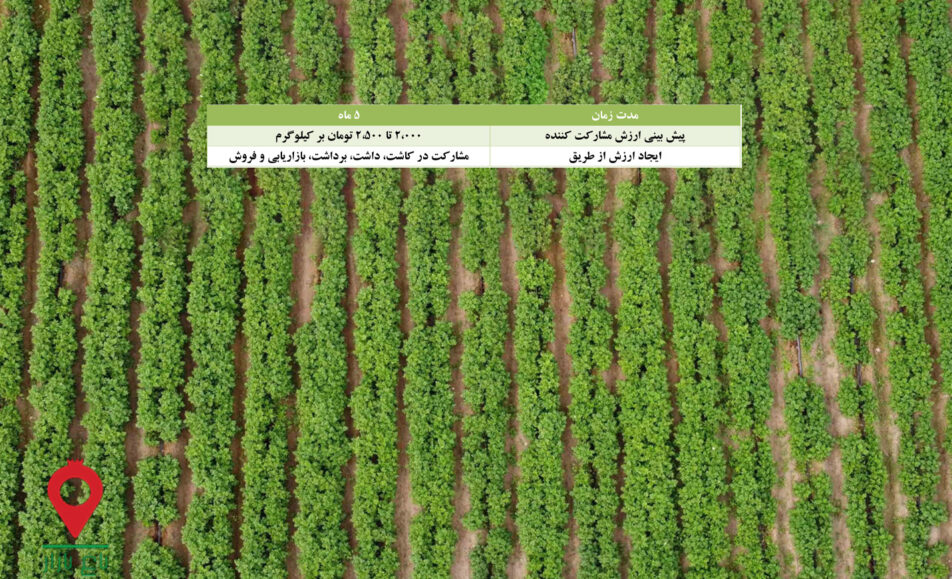 باغ بازار مشارکتی سیب زمینی جیرفت